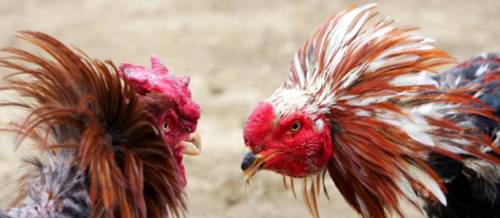 Chiapas temporarily legalizes cockfighting